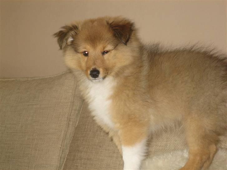 Shetland sheepdog Aslan (2009 død) - Er jeg ikke bare fin og nuttet?? billede 2