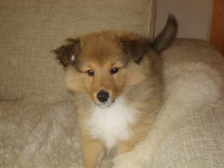 Shetland sheepdog Aslan (2009 død) - Skal vi lege?? billede 3