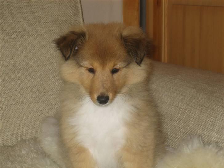 Shetland sheepdog Aslan (2009 død) - Se jeg kan godt sidde pænt og være fotogen billede 4