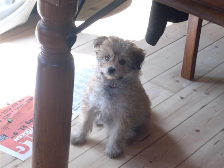 Blanding af racer Kiki billede 1