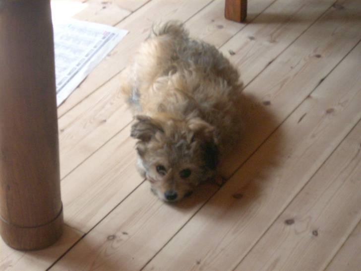 Blanding af racer Kiki billede 2