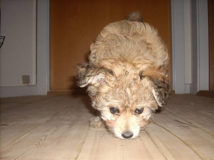 Blanding af racer Kiki billede 3