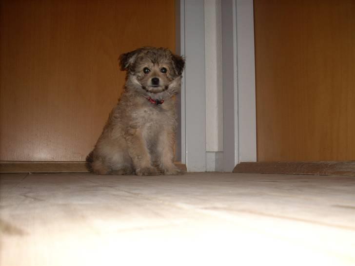 Blanding af racer Kiki billede 4