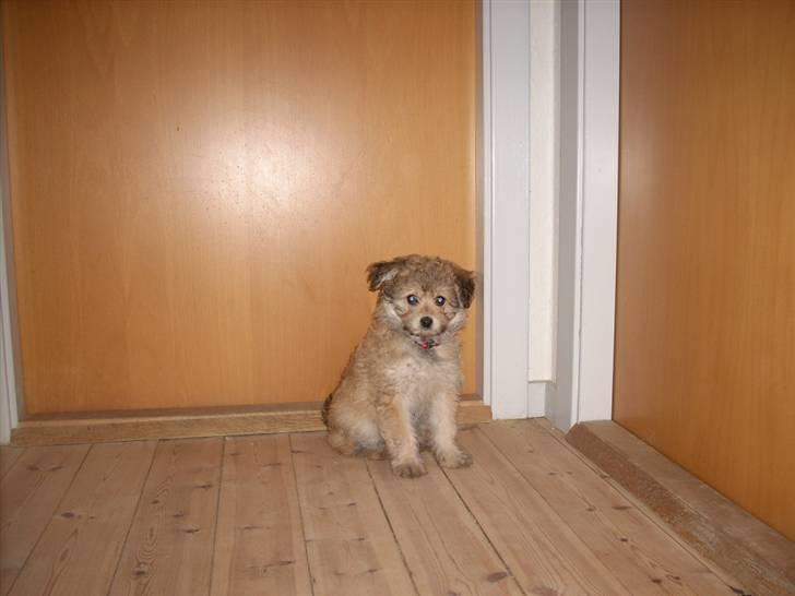 Blanding af racer Kiki billede 5