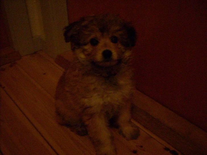 Blanding af racer Kiki billede 6