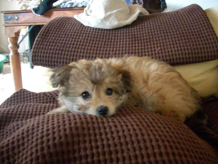 Blanding af racer Kiki billede 7