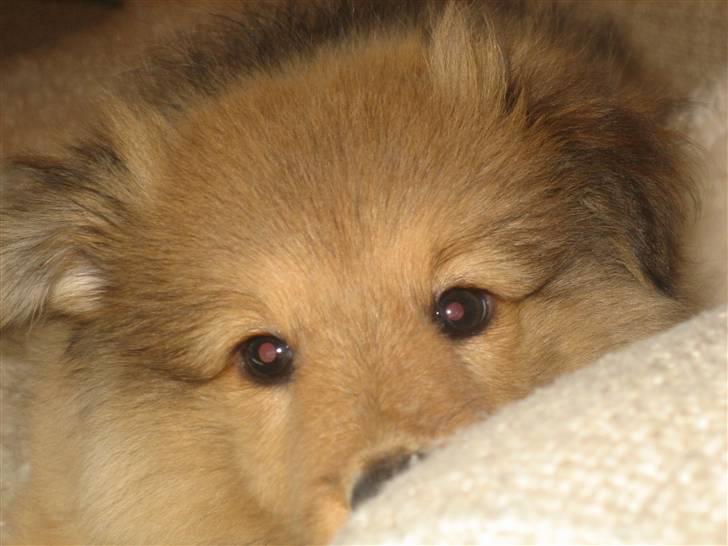 Shetland sheepdog Aslan (2009 død) - Er jeg ikke bare bedårende billede 5