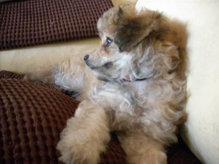 Blanding af racer Kiki billede 8