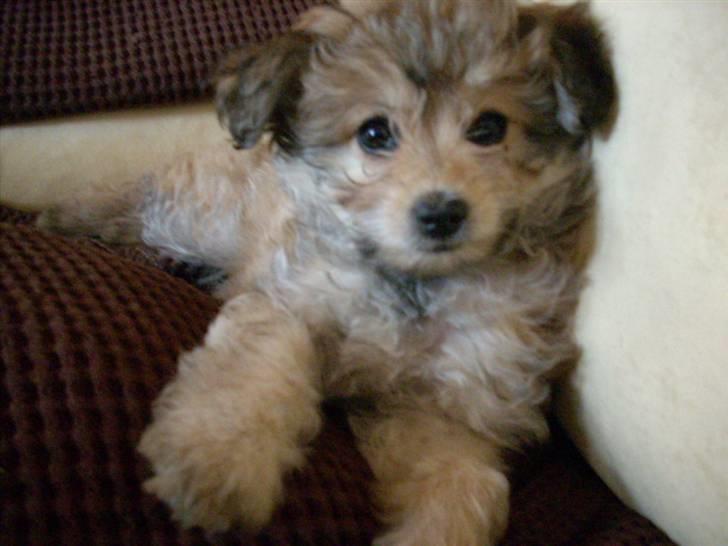 Blanding af racer Kiki billede 9