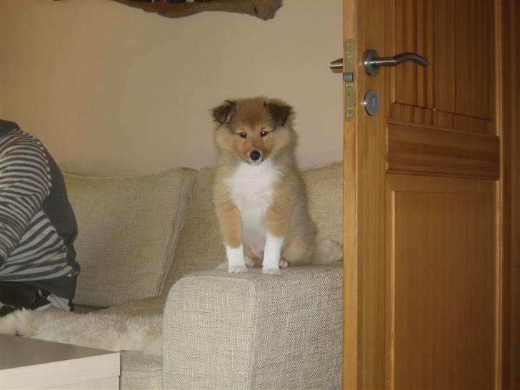 Shetland sheepdog Aslan (2009 død) - Se hvad jeg kan, her er mit ud kigstårn billede 6