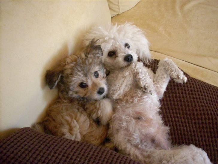 Blanding af racer Kiki - Mor og datter kærlighed billede 10