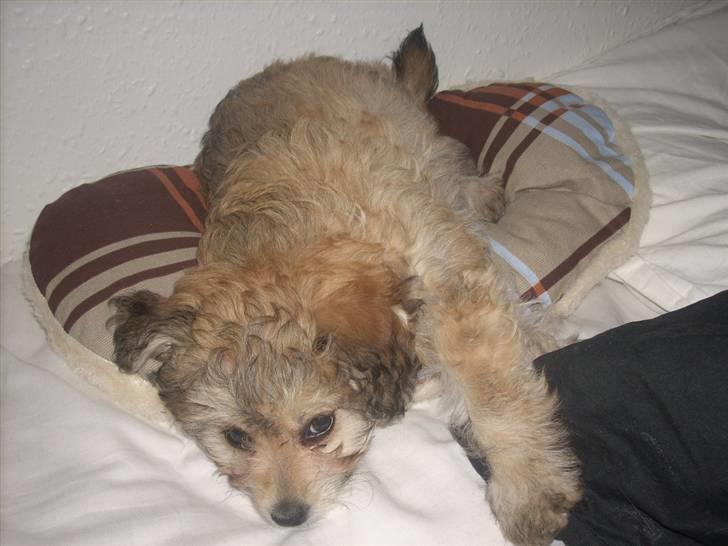 Blanding af racer Kiki billede 11