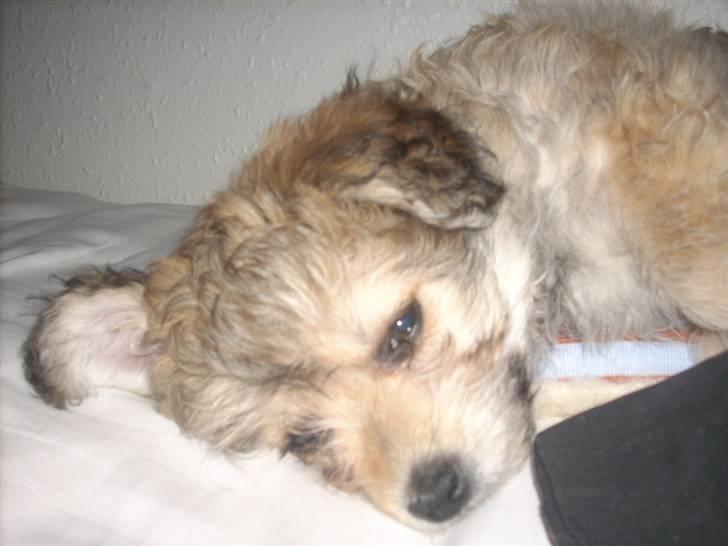 Blanding af racer Kiki billede 12