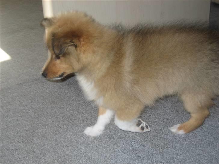 Shetland sheepdog Aslan (2009 død) - Her kommer jeg i galop billede 7