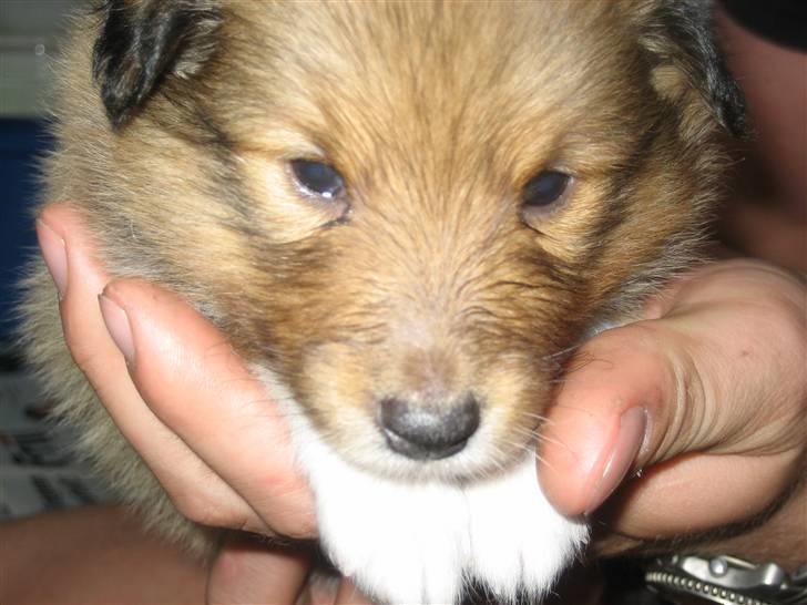 Shetland sheepdog Aslan (2009 død) - Her er jeg kun 4 uger gammel og et vidunder billede 8