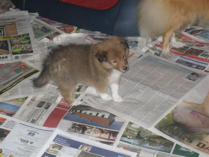 Shetland sheepdog Aslan (2009 død) - Her er jeg 6 uger og en rigtig bandit billede 9