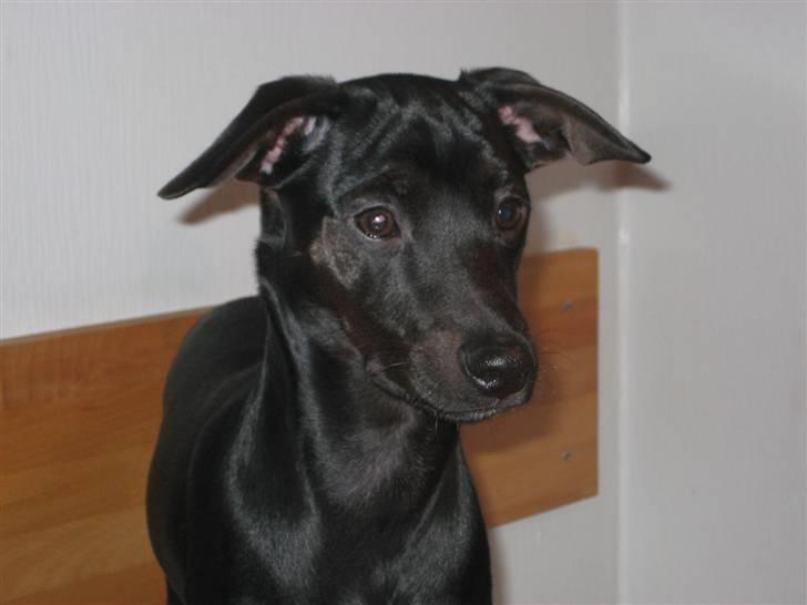 Blanding af racer Nico - Velkommen! (26.12.07) billede 1