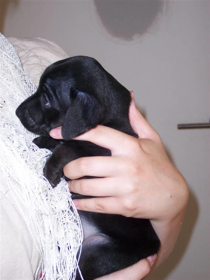 Blanding af racer Nico - 4 uger gammel og lidt betuttet over situationen :-) billede 2