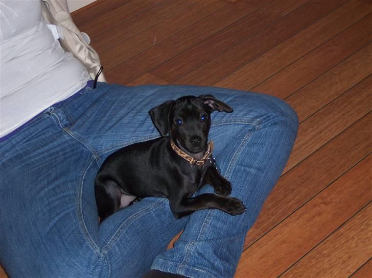 Blanding af racer Nico - Man ligger bedst hos mor :-)  (14.09.07) billede 3