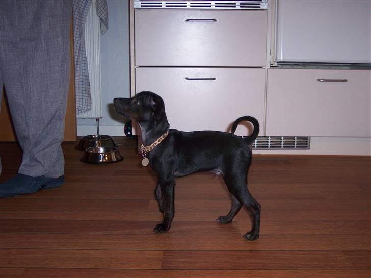 Blanding af racer Nico - (14.09.07) billede 4