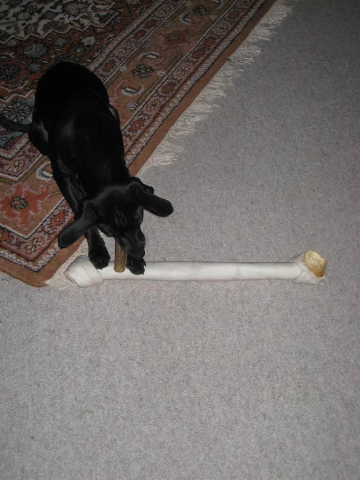 Blanding af racer Nico - Min julegave.. :-) (24.12.07) billede 5