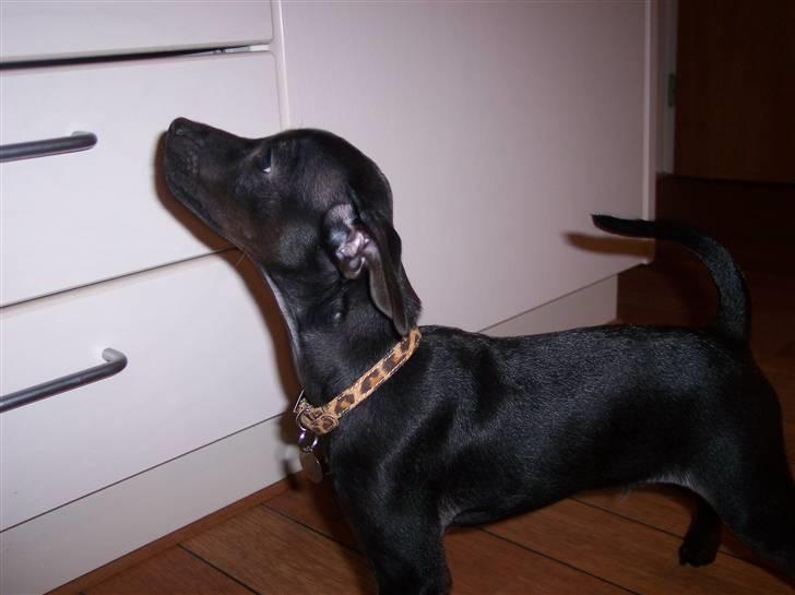 Blanding af racer Nico - Mon der falder noget af?? (14.09.07) billede 6