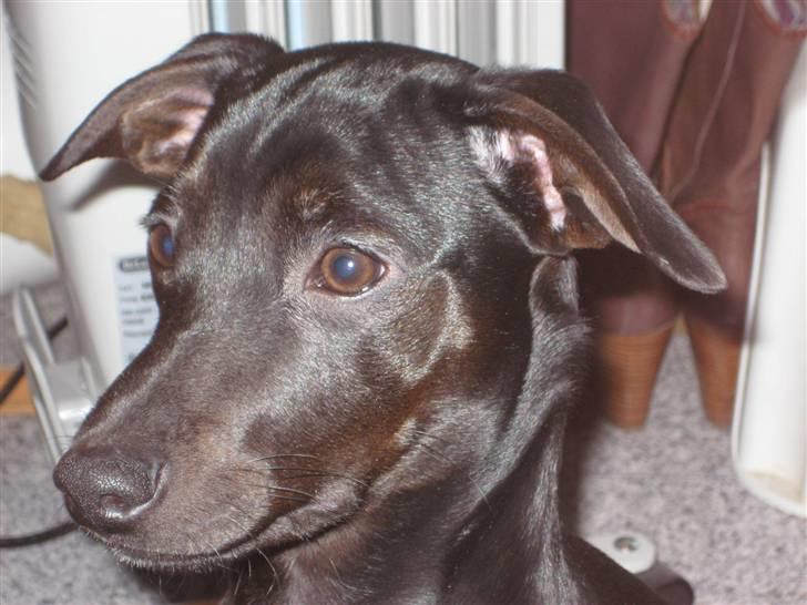 Blanding af racer Nico - Mor skulle lige lege med sin julegave, så nu har hun MANGE billeder af mig :-) (26.12.07)  billede 7