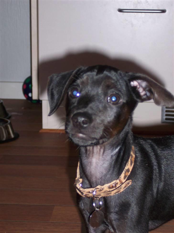 Blanding af racer Nico - (14.09.07) billede 8