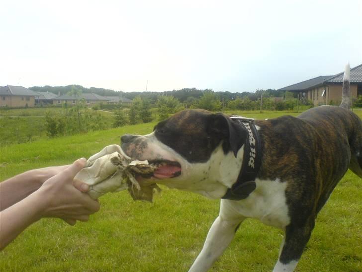 Blanding af racer jack - jack og lidt af en boldt billede 1