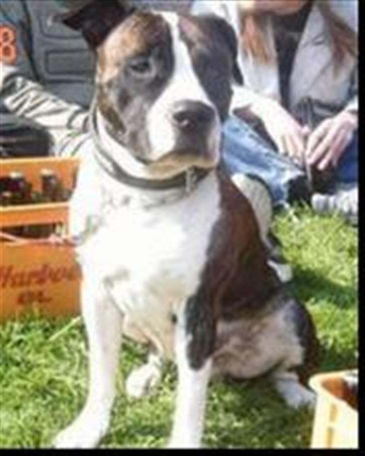 Blanding af racer jack - jack til 1 maj billede 2