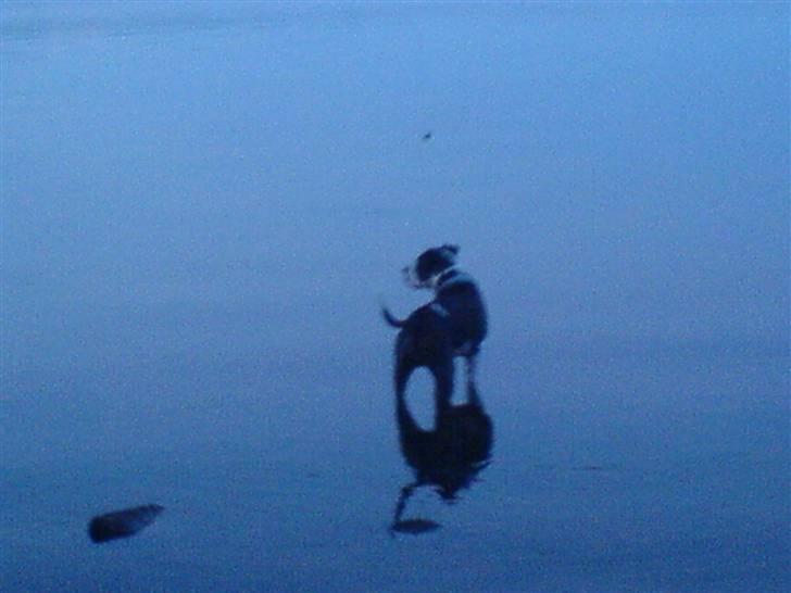 Blanding af racer jack billede 6