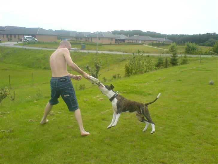 Blanding af racer jack billede 7