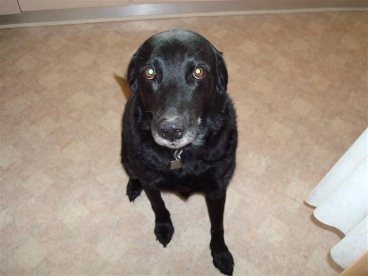 Labrador retriever Laban - laban venter på godbid billede 6