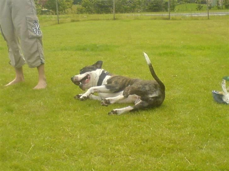 Blanding af racer jack billede 8