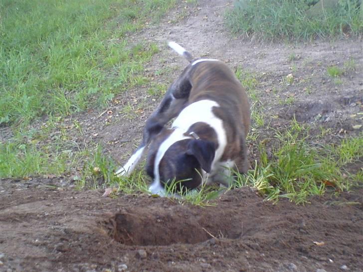 Blanding af racer jack - han elsker at grave  billede 9