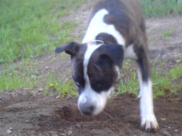 Blanding af racer jack billede 10