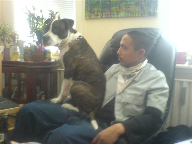 Blanding af racer jack billede 11