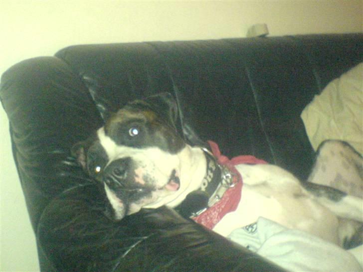 Blanding af racer jack billede 12