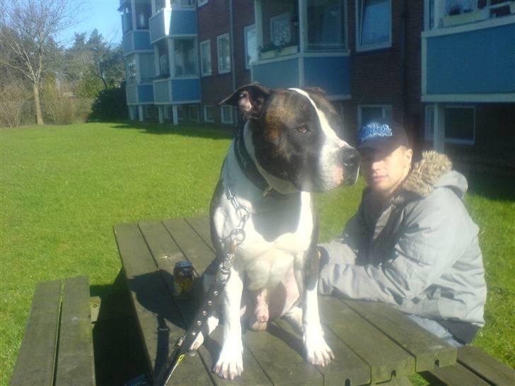 Blanding af racer jack billede 13