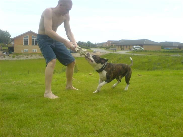 Blanding af racer jack billede 15