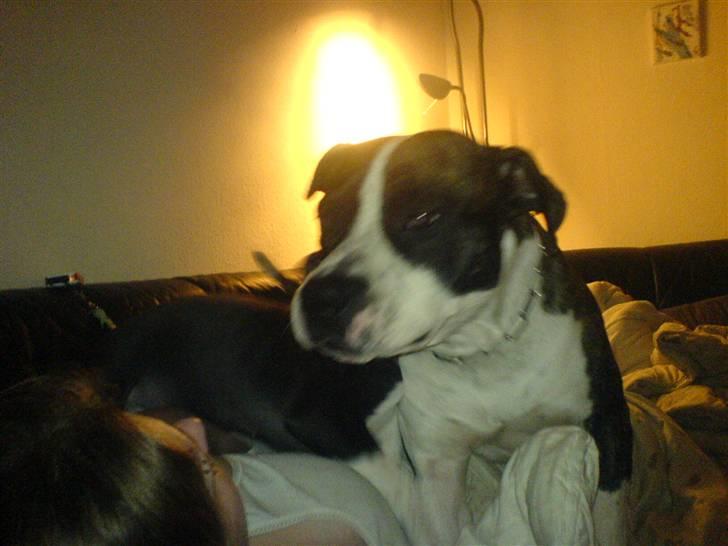 Blanding af racer jack billede 17