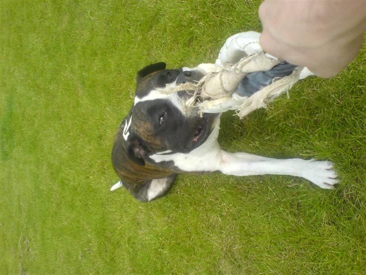 Blanding af racer jack billede 18