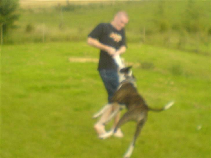 Blanding af racer jack billede 19