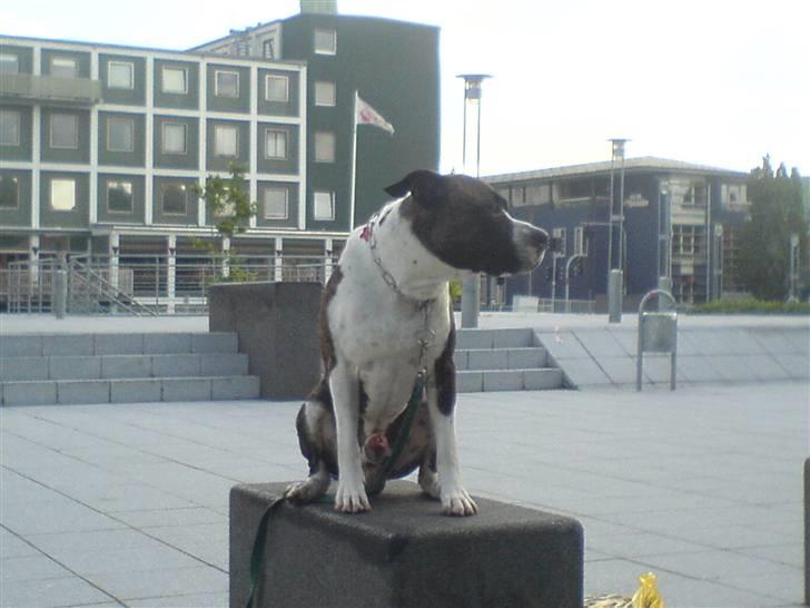 Blanding af racer jack billede 20