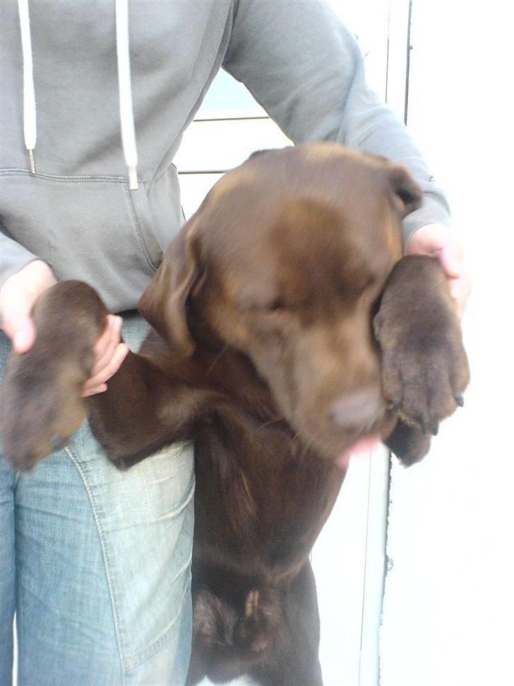 Labrador retriever Chicco *død* billede 7