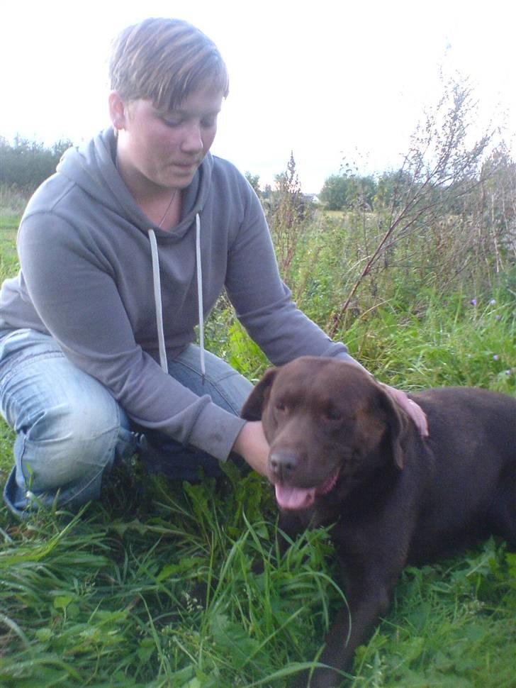 Labrador retriever Chicco *død* billede 8