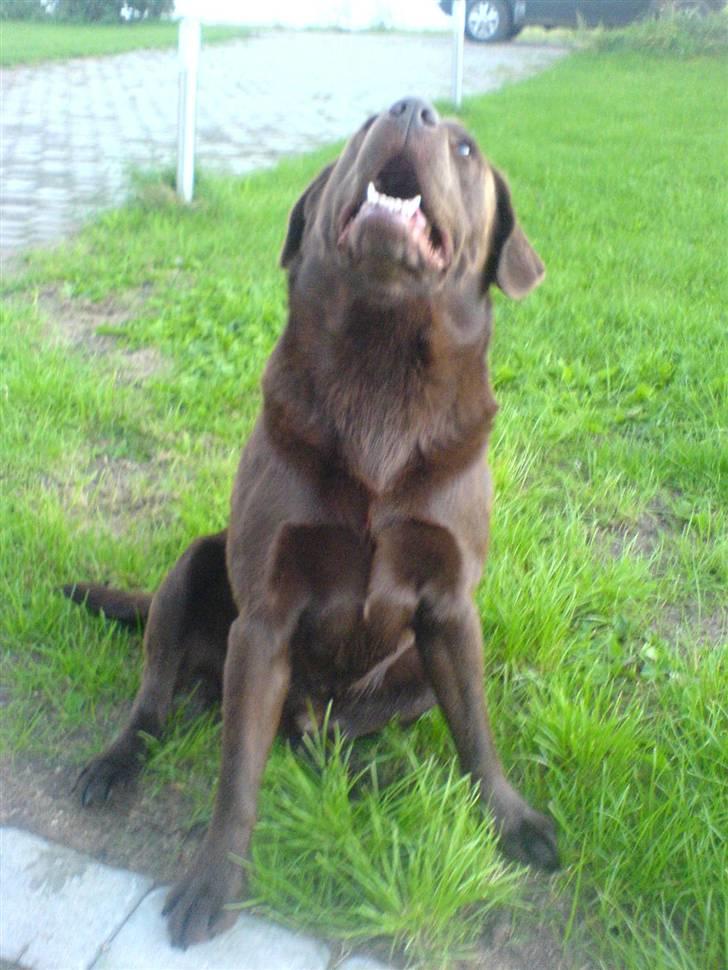 Labrador retriever Chicco *død* billede 9