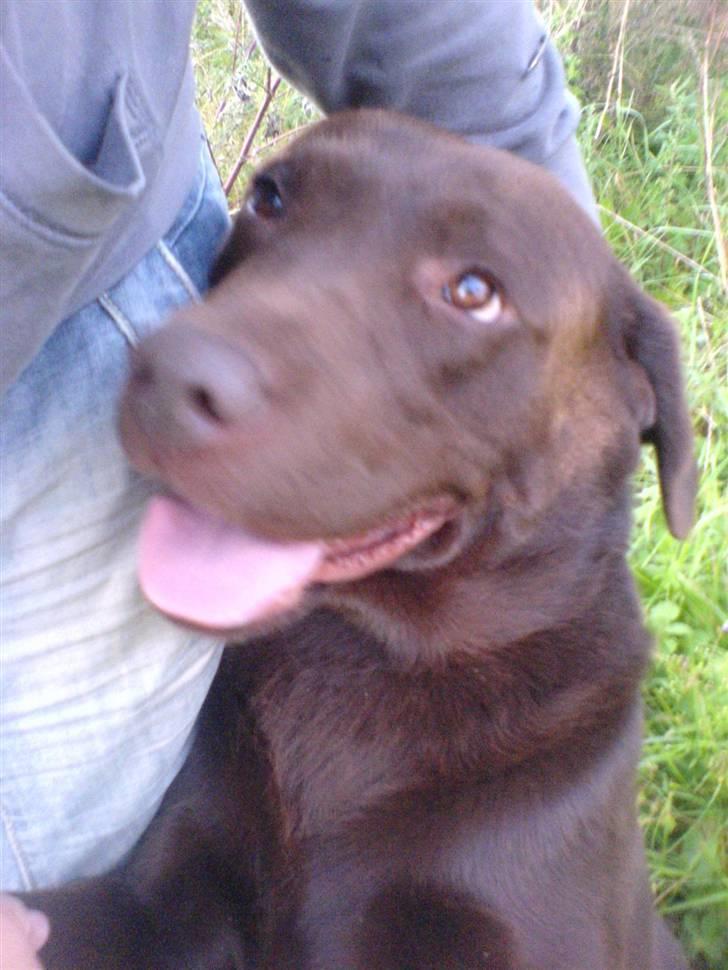 Labrador retriever Chicco *død* billede 10