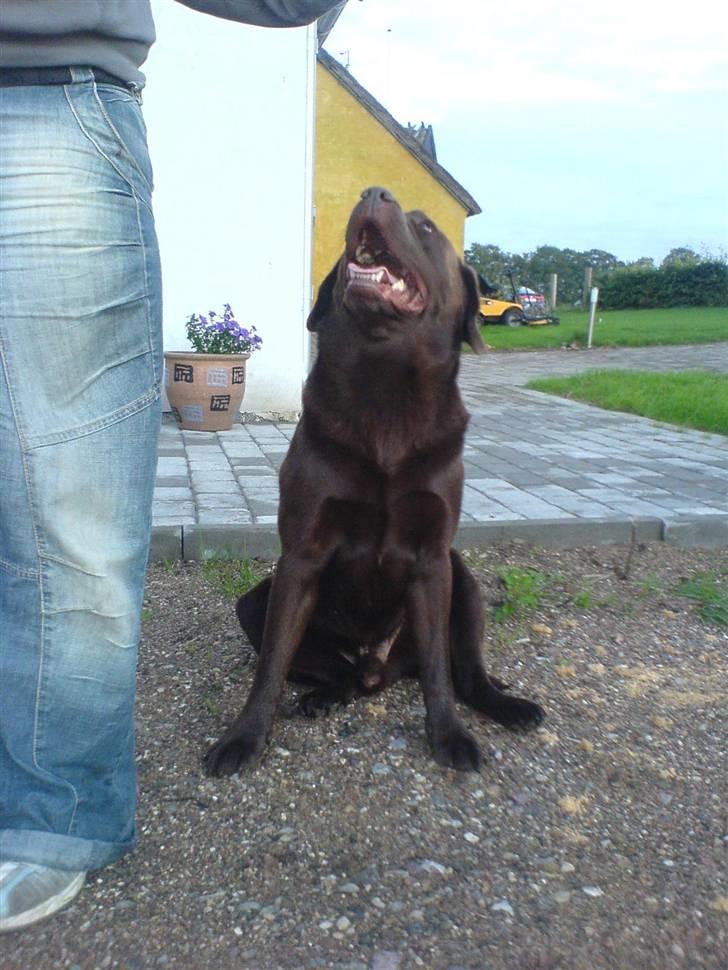 Labrador retriever Chicco *død* billede 11