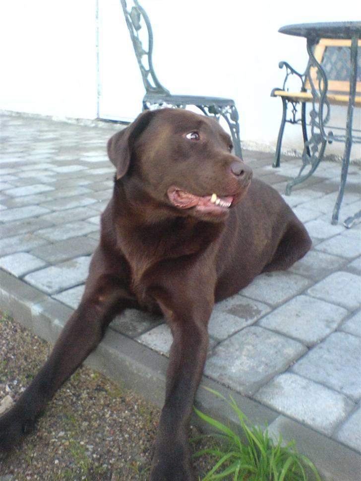 Labrador retriever Chicco *død* billede 12